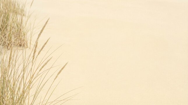 Dry beach grass growing on sand dunes forming a natural background