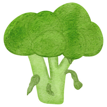 Broccoli Watercolor Illustration