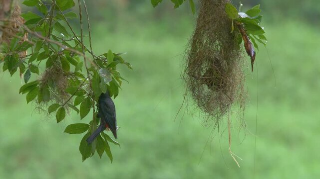 Two Red-rumped Caciques (Cacicus haemorrhous) Building Hanging Nest in Tropical Rainforest