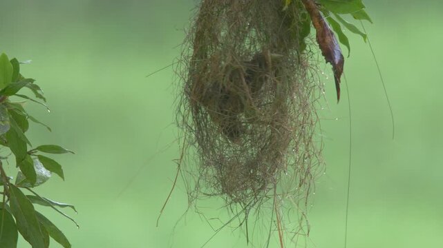 Red-rumped Cacique (Cacicus haemorrhous) Building Hanging Nest in rainy Tropical Rainforest