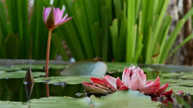 A blooming pink lotus flower opens above still pond water near aquatic leaves forming a tranquil natural composition linked with reflective scenery. Spiritual harmony.