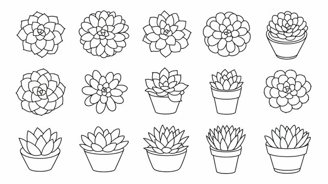 A collection of hand drawn succulent plants in varying shapes and sizes presented as simple line art on a white background high quality professional detailed modern