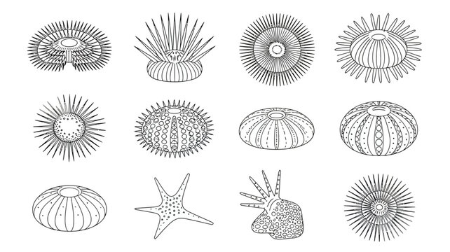 A collection of detailed black and white illustrations depicts various sea urchin and starfish species showcasing their unique spines and structures high quality professional modern elegant