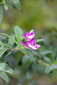 Close up of myrtle leaf milkwort (polygala myrtifolia) flowers in bloom