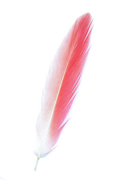 Close up photo of a pink feather of a flamingo isolated on white background