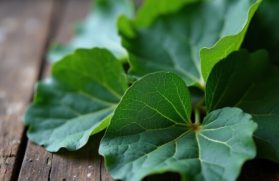 Close-up of vibrant green fig leaves with detailed veins resting on weathered wood planks. Natural texture and matte finish visible on organic foliage.