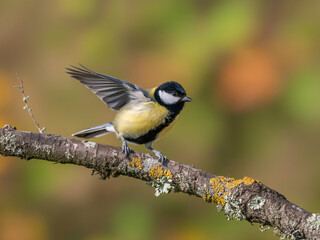Obraz premium Great Tit Bird Perched on a Branch with Wings Spread