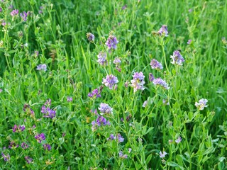 Obraz premium purple flowers in the forest, a clearing. Forest violet flower close-up. Fragile spring flowers bloomed in the clearing. Static frame.