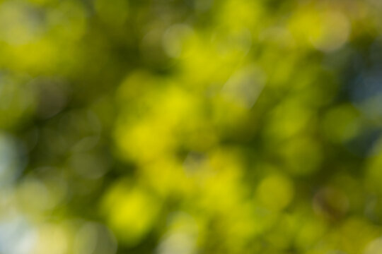 sfondo sfuocato astratto con effetto bokeh di foglie e vari elementi di vegetazione naturale color verde brillante