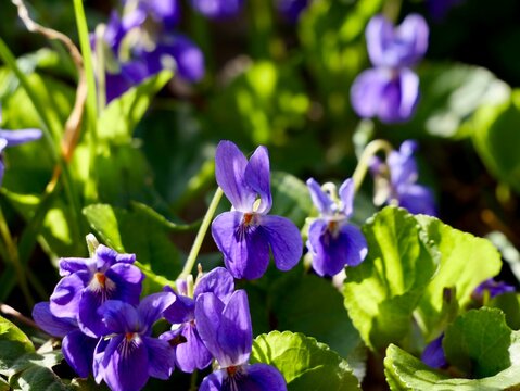 Sweet violet (Viola odorata) with flowers, also known as wood violet and English violet, Poland