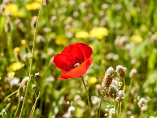Fototapeta premium Corn poppy (Papaver rhoeas) flowering in the wild, also known as common poppy, field poppy and Flanders poppy