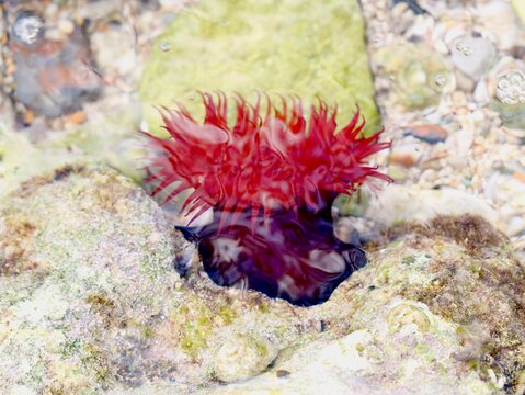 Mediterranean beadlet anemone (Actinia mediterranea) in the sea, also known as red sea anemone. Greece