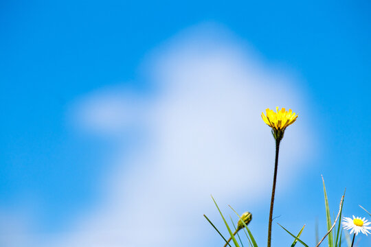 Dandelion against a blue cloudy sky background. A yellow flower align to the right for the text area. Dandelion. Copy space, blank, empty. No people, nobody. Horizontal photo.