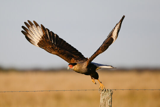 Southern Caracara ,Polyborus plancus , La Pampa Province,  Patagonia, Argentina