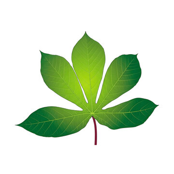 Realistic Tropical Cassava Leaf Vector Isolated on White Background
