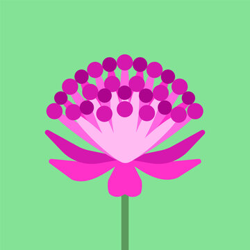 Vector illustration with isolated icon of Astrantia on green background. Beautiful flower of great masterwort with pink  button. Flat minimalist style with simplified shapes
