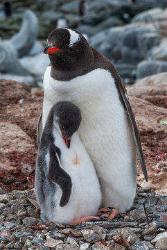 Gentoo Penguin, Pygoscelis papua,  Antartica, Port Lockroy, Antartica.