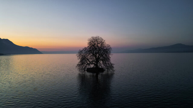 Aerial view of a solitary, bare tree on a tiny island, its dark silhouette reflected in the calm water under a soft, gradient sky, Villeneuve, Vaud, Switzerland.