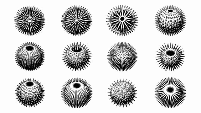 A vintage botanical illustration displays nine sea urchins with varying spine patterns arranged on a stark white background high quality professional detailed modern elegant stylish clean