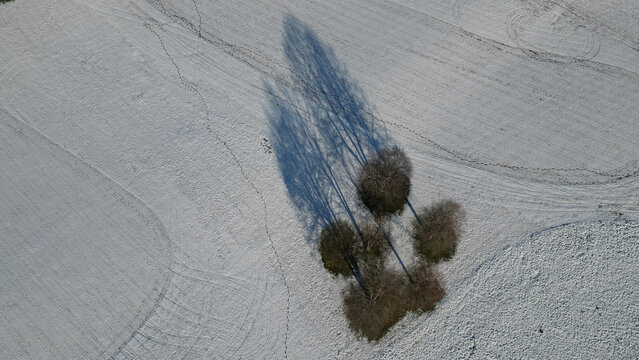 Aerial view of stark trees casting long, slender shadows across a snow-covered field, creating a striking contrast of light and dark, Cheserex, Vaud, Switzerland.