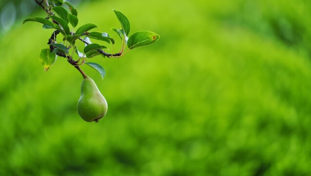 One green pear ripening on a thin branch in a bright sunny orchard.