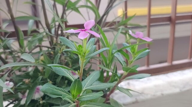 Purple Vinca Rosea Flower in Pot - Periwinkle Plant with Green Leaves