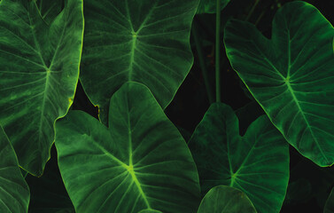 Fototapeta premium Green leaves of elephant ear in jungle. Green leaf texture with minimal pattern. Green leaves in tropical forest. Botanical garden. Greenery wallpaper for spa or mental health and mind therapy.
