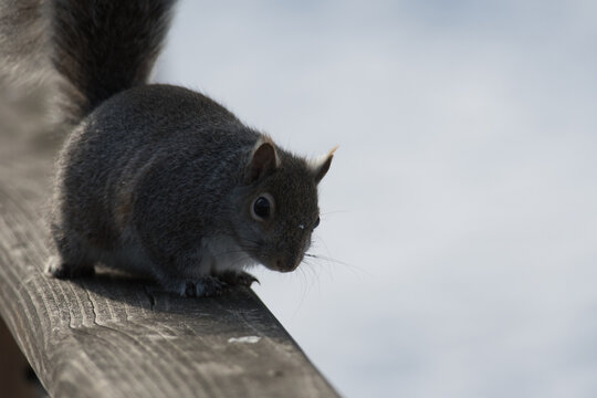 Eastern Grey Squirrel walking down a railing with white snow on the background