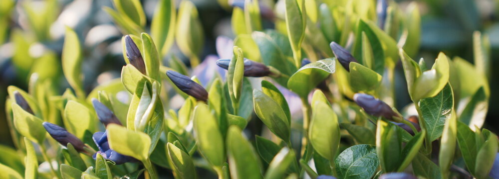 Periwinkle Plant Buds and Green Leaves Bathed in Soft Sunlight Glow Outdoor Nature Botanical Spring Growth Detail
