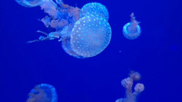 Australian spotted jellyfish (Phyllorhiza punctata) swimming in a deep blue water