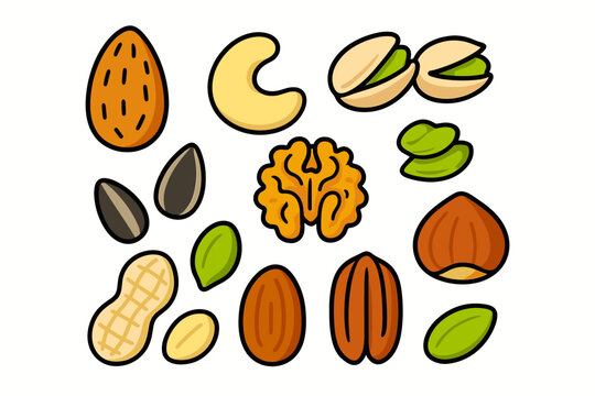 Bright Flat Nuts and Seeds Isolated almonds cashews pistachios walnuts peanuts sunflower seeds pumpkin seeds hazelnuts and pecans for packaging.