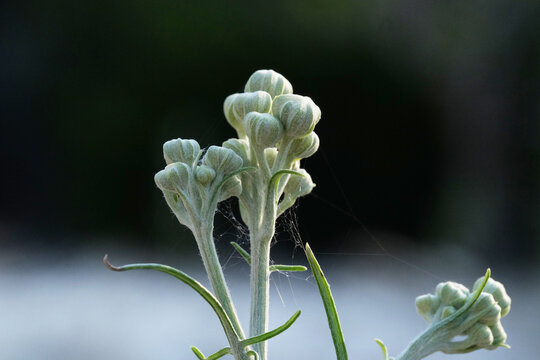 Closeup detail of Chalkhill Woolywhite plant during spring season showing Texas wildflower isolated against dark background.