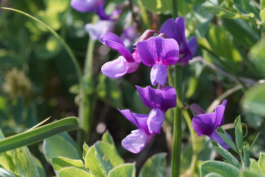 ハマエンドウの花