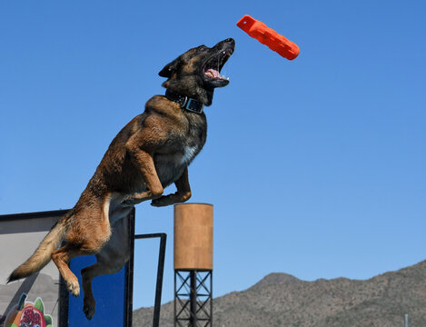 Belgian Malinois about to catch an orange bumper toy