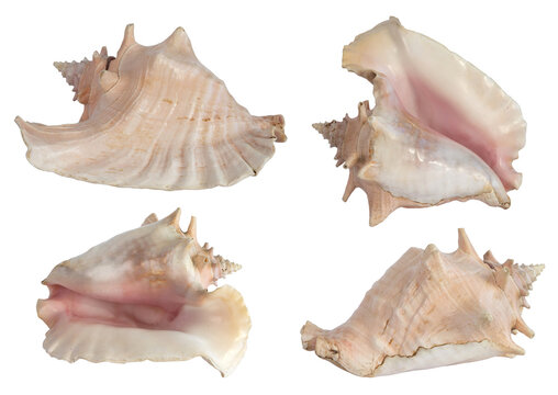 Coquille du  strombe g&eacute;ant ou lambi,lobatus gigas,coquille lambi,animal,