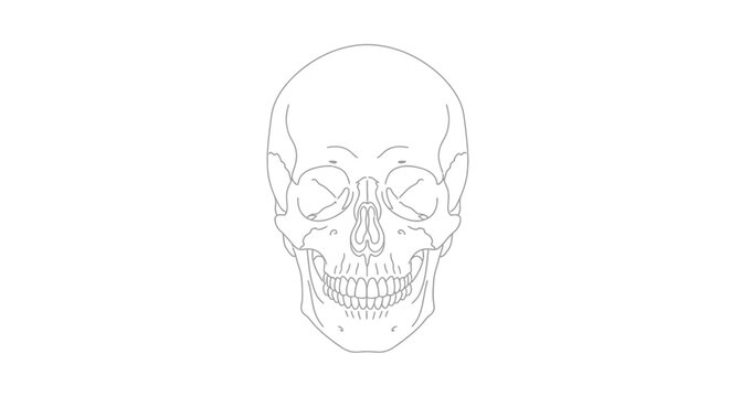 Human Skull Illustration Closeup View.