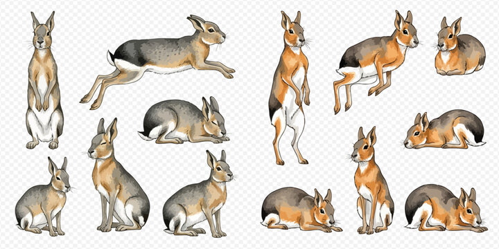 Patagonian mara set in various poses: standing, jumping, and resting, showcasing their unique features and natural behavior.