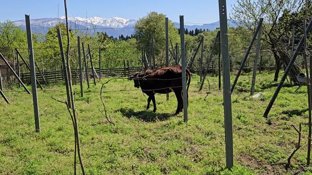 Dark brown cow with a bell walking in a
village garden and eating grass on a
sunny day, authentic rural farm life scene
with traditional livestock behavior in
countryside environment