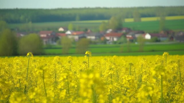 Rapsfeld 
