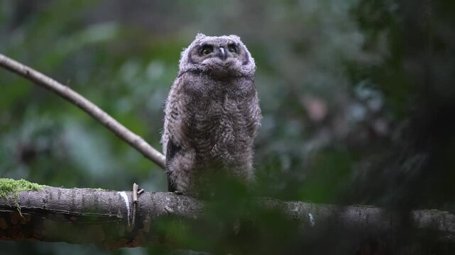 A great horned owlet perched under the forest canopy stretching its wings