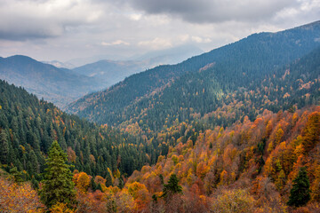 Fototapeta premium autumn trees on the lake at yedigoller, bolu