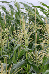 Obraz premium Sweetcorn flowers in close up