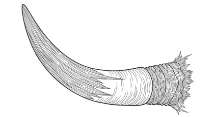 Vintage Illustration of a Narwhal Tusk, Single Unicorn Whale Horn Detailed Drawing © Padel