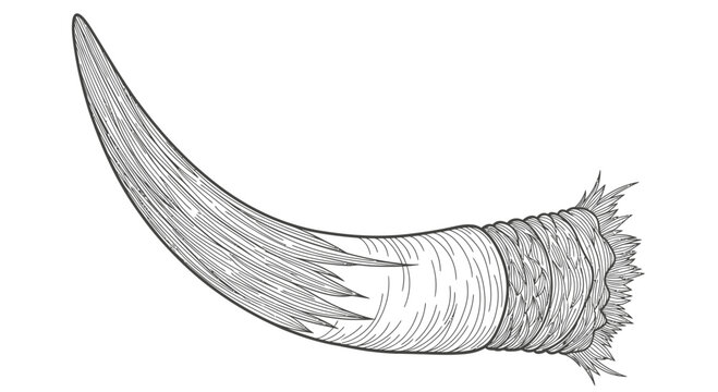 Vintage Illustration of a Narwhal Tusk, Single Unicorn Whale Horn Detailed Drawing