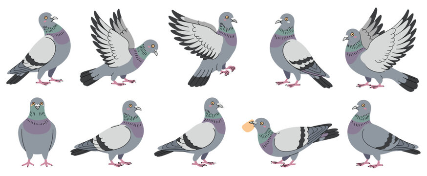 Pigeon Action Sequence: A collection of pigeon poses showcasing flight. Flying pigeon, bird in motion, urban bird, bird sequence, avian illustration.
