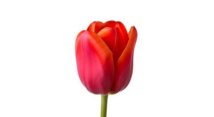 Obraz premium Elegant Red Tulip on White