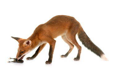 Fototapeta premium fox eating a chick