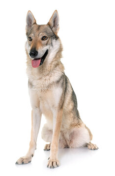  czechoslovakian wolf dog