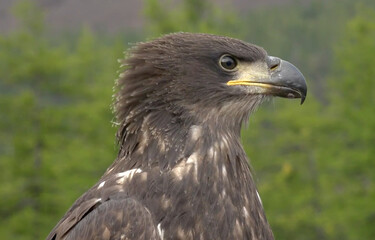 Fototapeta premium Portrait of a young Bald Eagle or Golden Eagle against a blurred forest background. Цей величний хижий птах уособлює силу, дику природу та свободу.