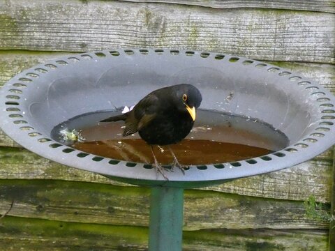 A quizzical looking blackbird on a bird bath